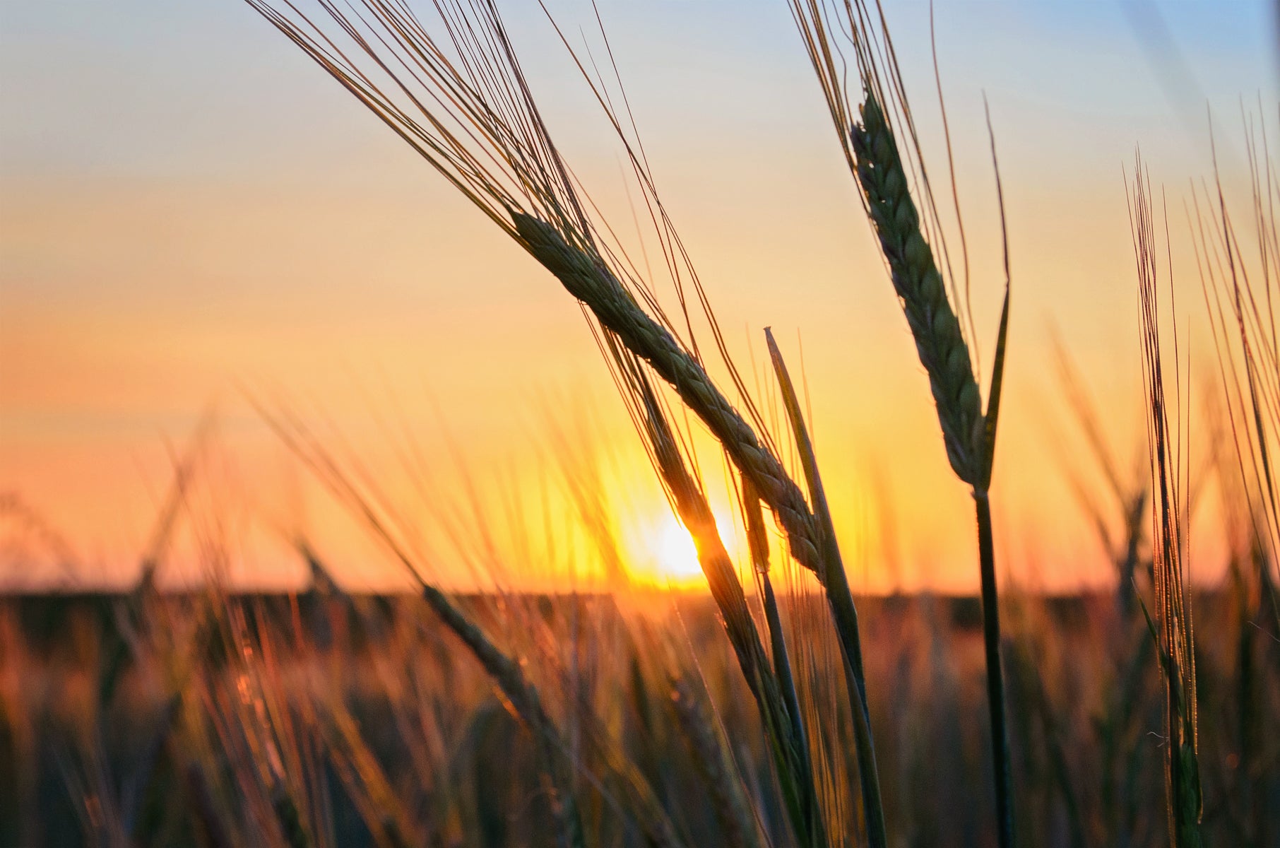 Image of a beautiful sunset over an einkorn field at Living Sky Farms