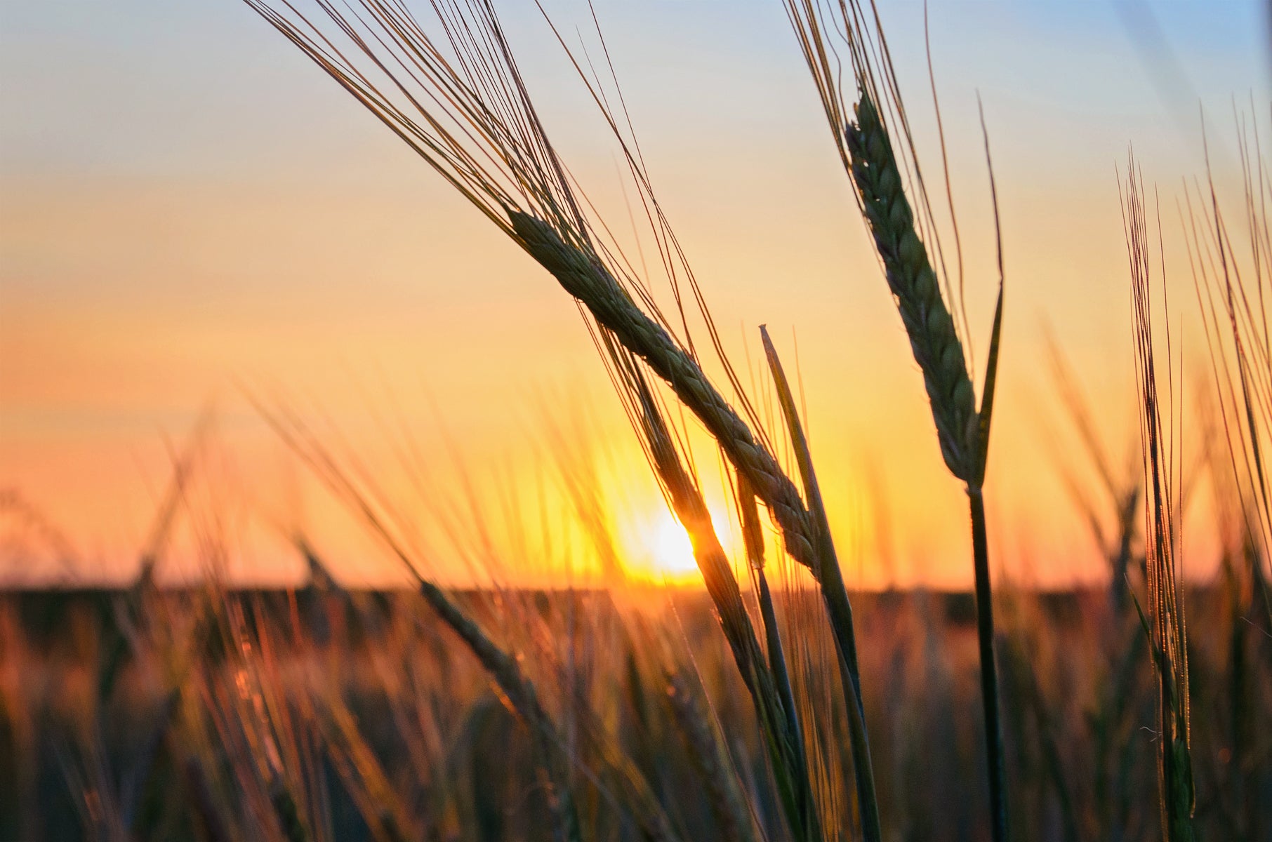 Image of a beautiful sunset over an einkorn field at Living Sky Farms