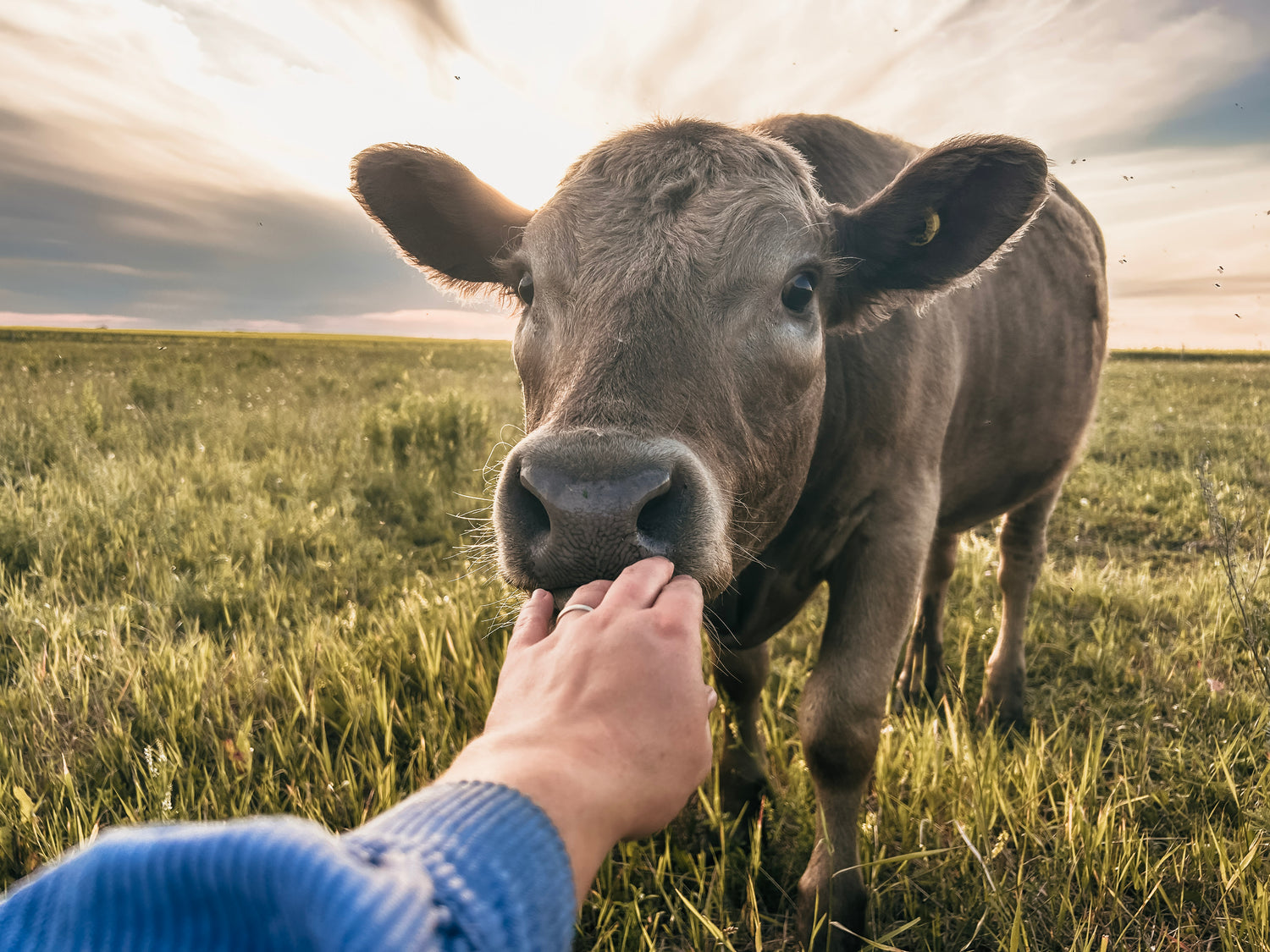 A picture of Living Sky Farms milk cow