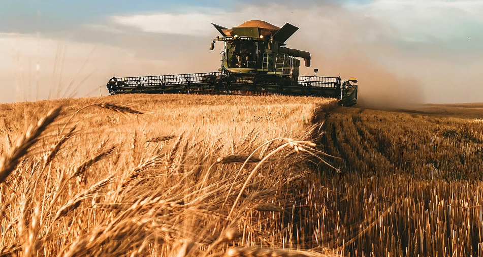 A combine out in the grain field