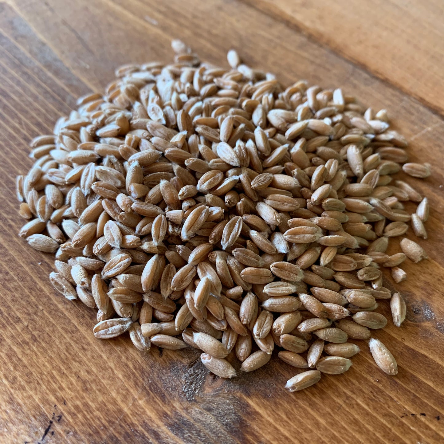 Living Sky Farm's Spelt Berries on brown table