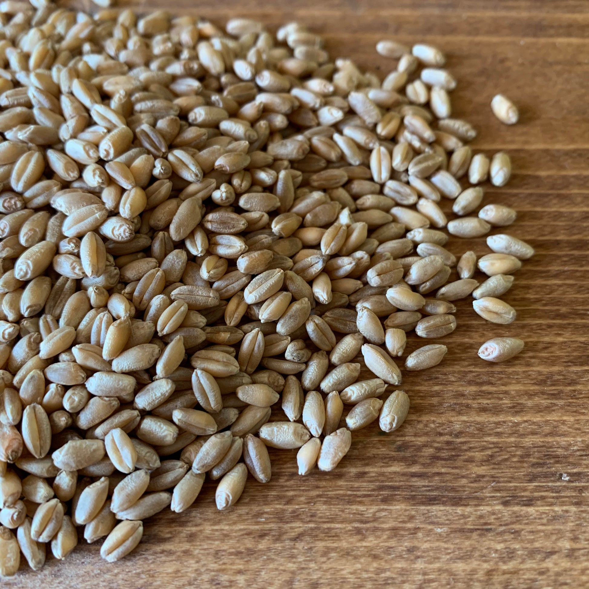 Living Sky Farm's Hard White Wheat Berries on a brown table.